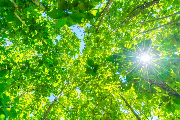 Foresta verde con luce solare . — Foto Stock