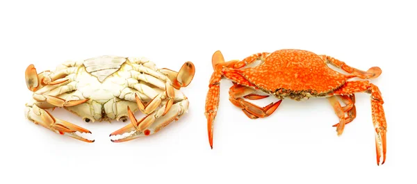 Crabes cuits à la vapeur sur fond blanc . — Photo
