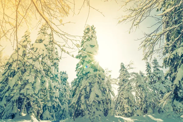 Árvores de inverno cobertas de neve (imagem filtrada processada vinta — Fotografia de Stock