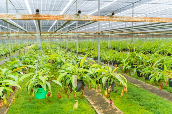 Green  Nepenthes field , also known as tropical pitcher plants o — Stock Photo, Image