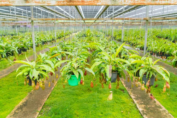 Green  Nepenthes field , also known as tropical pitcher plants o — Stock Photo, Image