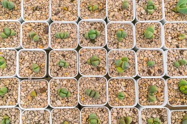 Hermoso pequeño campo de cactus  . — Foto de Stock