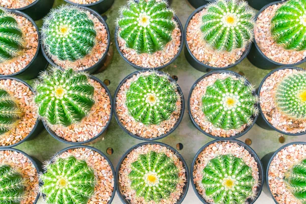 Krásný malý kaktus pole . — Stock fotografie