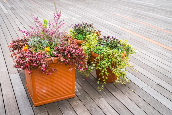 Outdoor plant in a traditional wooden floor . — Stock Photo, Image