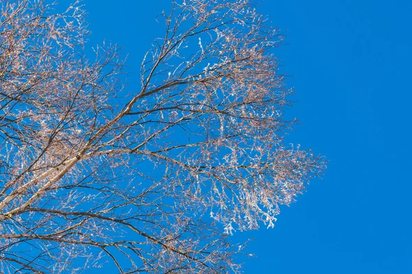 蓝蓝的天空与冬季冻结树 — 图库照片