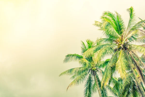 椰子棕榈树。（过滤的图像处理老式的影响. — 图库照片