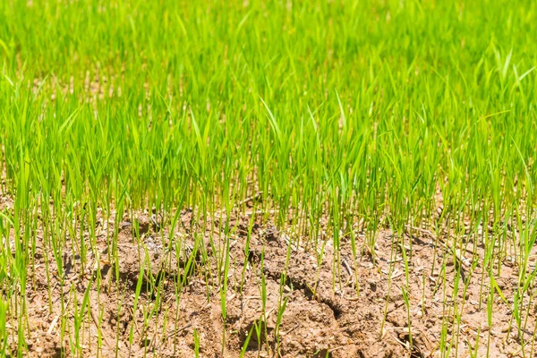 Campo di riso verde., Immagini ad alta definizione — Foto Stock