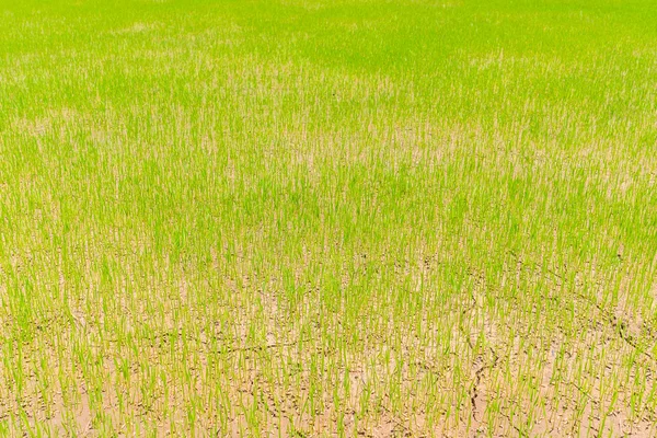 Green rice field  .,High definition images — Stock Photo, Image