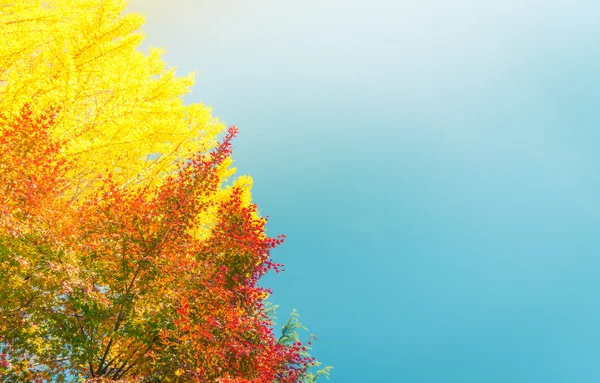 Belas folhas de outono coloridas — Fotografia de Stock