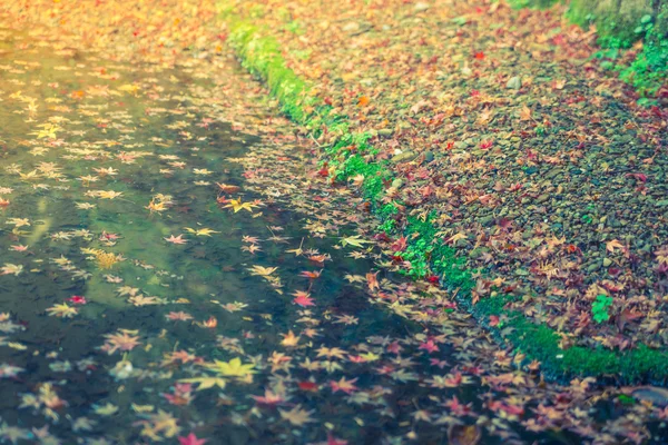 Colorful  Autumn maple leaf on the water ( Filtered image proces — Stock Photo, Image