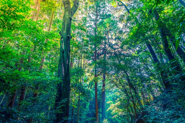 Árvores florestais (imagem filtrada processada efeito vintage . ) — Fotografia de Stock
