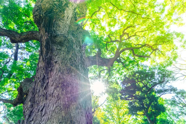 Waldbäume, hochauflösende Bilder — Stockfoto
