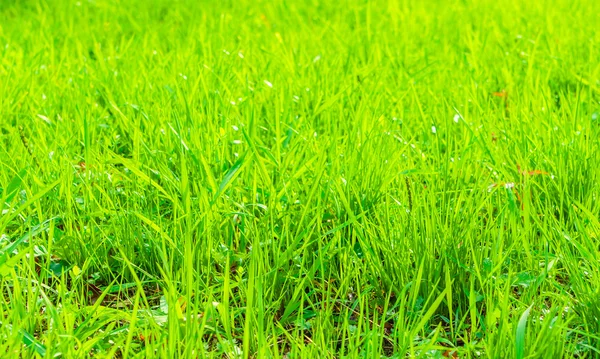 Césped verde primavera fresca — Foto de Stock