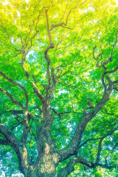 Lesní stromy (Filtrovaný obraz zpracovaný vintage efekt. ) — Stock fotografie