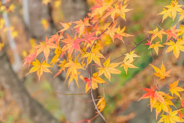 Schöne bunte Herbstblätter — Stockfoto