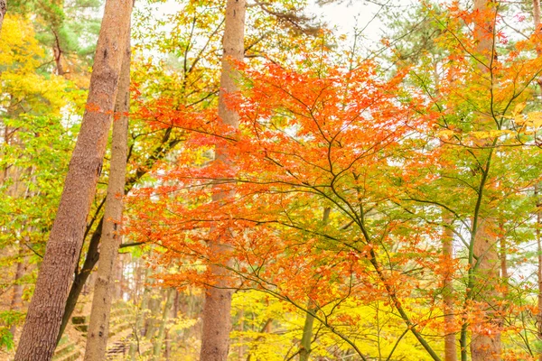 Belles feuilles d'automne colorées — Photo