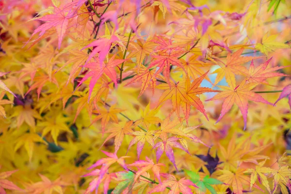 Vackra färgglada höstlöv — Stockfoto