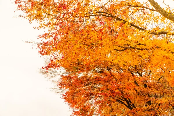 Schöne bunte Herbstblätter — Stockfoto