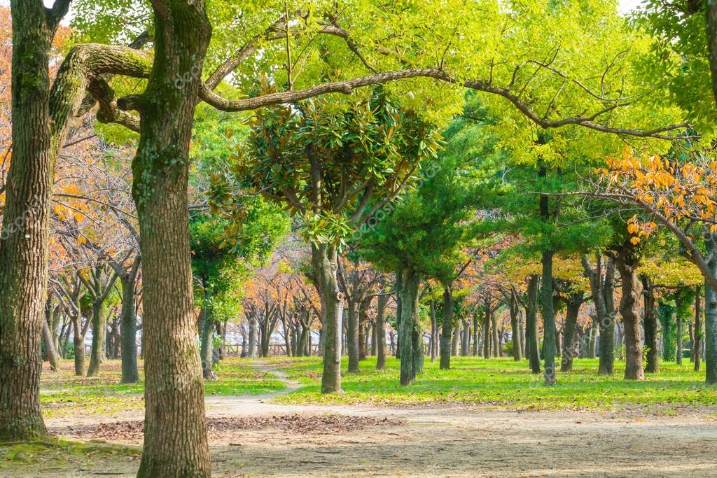 Green Forest trees .,High definition images — Stock Photo