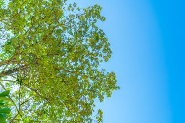 Güneş ışığıyla yeşil orman .