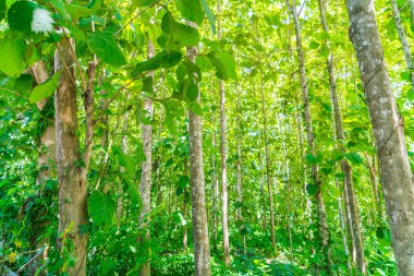 Güneş ışığıyla yeşil orman .