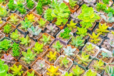 Güzel küçük kaktüs alan .