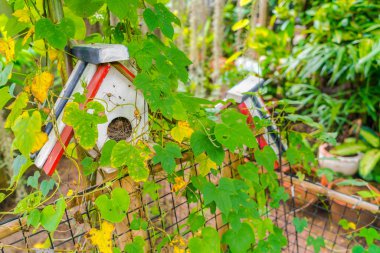 Orman kuş evi., yüksek çözünürlüklü görüntüleri