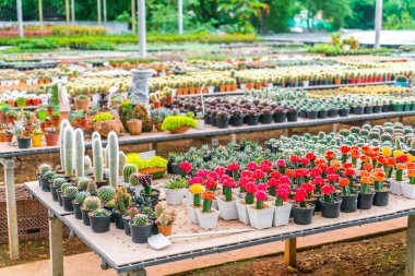 Güzel küçük kaktüs alan .