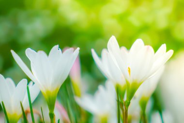 Güzel beyaz demet çiçek yeşil çim zemin üzerine .