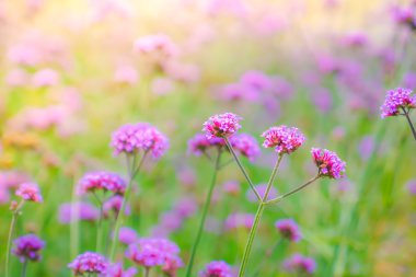 Güzel pembe demet çiçek yeşil çim zemin üzerine .