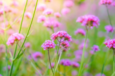 Güzel pembe demet çiçek yeşil çim zemin üzerine .