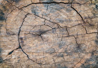 Güdük ağacı yakın çekim .