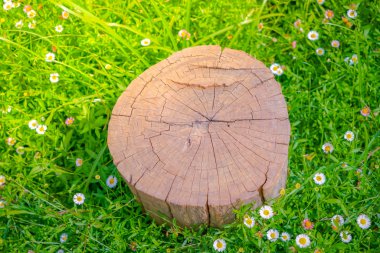 Çiçek ile yeşil çimenlerin üzerinde güdük ağacının yakın çekim .