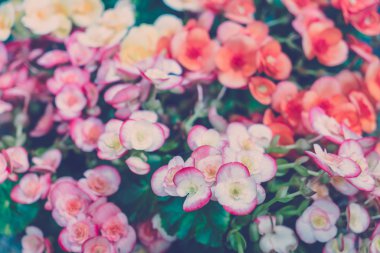 Kırmızı ve sarı güzel orkide. Vintage pastel tonları