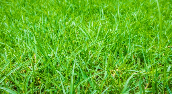 Frisches frühlingsgrünes Gras . — Stockfoto