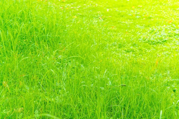 Imagen de cerca de la hierba verde de primavera fresca . — Foto de Stock