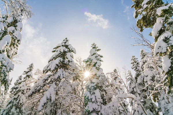 Árvores de inverno cobertas de neve — Fotografia de Stock