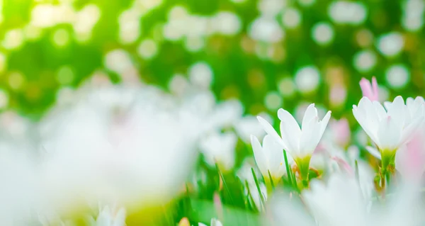 美丽的白色束鲜花绿草背景 . — 图库照片