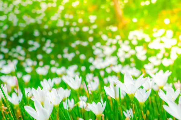 Beautiful White bunch flowers on green grass background . — Stock Photo, Image