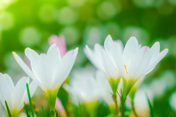 Πανέμορφο λευκό μπουκέτο λουλούδια σε φόντο πράσινο γρασίδι . — Φωτογραφία Αρχείου