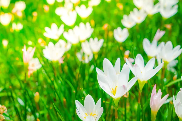 Hermosas flores ramo blanco sobre fondo de hierba verde  . — Foto de Stock