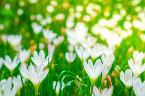 Krásné bílé parta květy na zelené trávě pozadí . — Stock fotografie