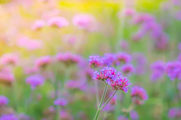 녹색 잔디 배경에서 아름 다운 핑크 다발 꽃 . — 스톡 사진