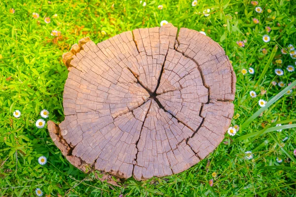 El primer plano del árbol del muñón sobre la hierba verde con la flor  . —  Fotos de Stock