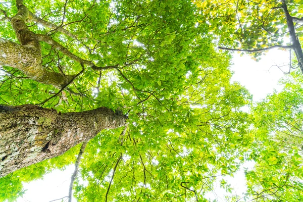 Bellissimi alberi verdi della foresta  . — Foto Stock