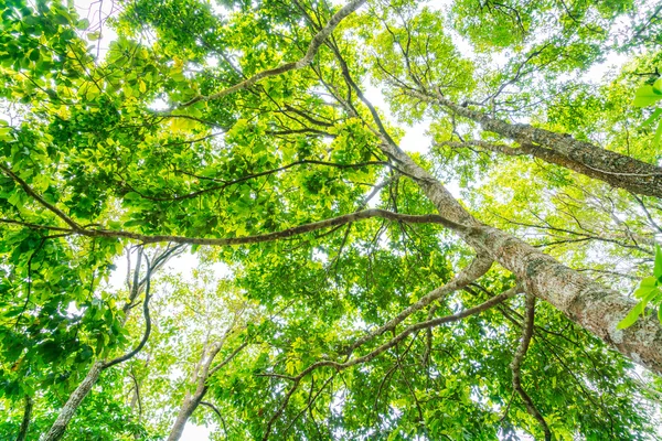 Bellissimi alberi verdi della foresta  . — Foto Stock