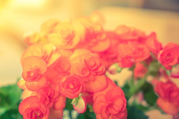 Orquídea hermosa roja y amarilla  . —  Fotos de Stock