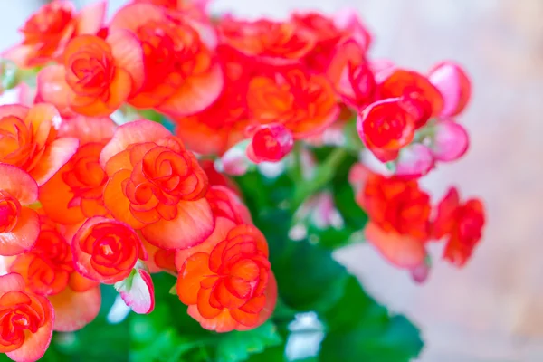 赤と黄色の美しい蘭の花 . — ストック写真