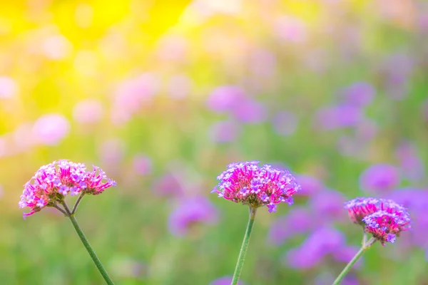 Hermosas flores de ramo rosa sobre fondo de hierba verde  . —  Fotos de Stock