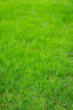 Taze yeşil çimlerin yakın plan görüntüsü